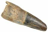 Fossil Spinosaurus Tooth - Feeding Worn Tooth #372919-1